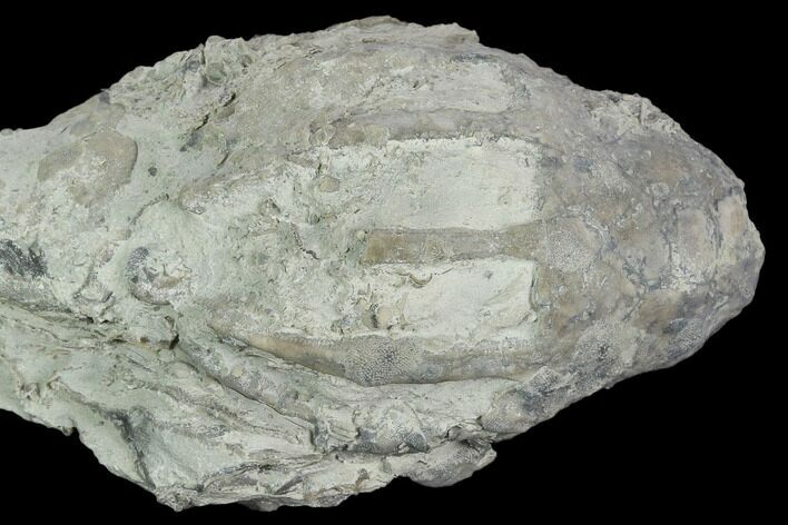 Fossil Crinoid (Eucalyptocrinus) Calyx on Rock - Indiana #127320
